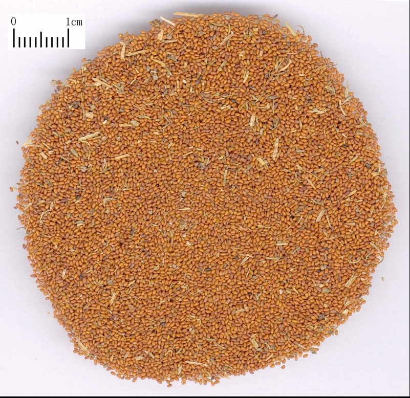 خواص درمانی خاکشیر